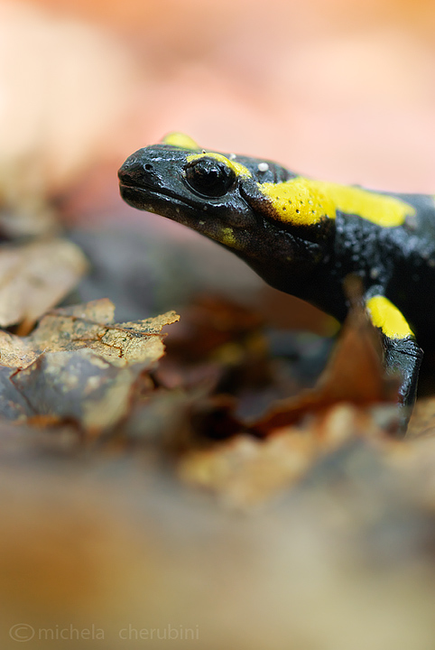 salamandra pezzata